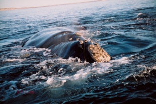 avistaje de ballenas