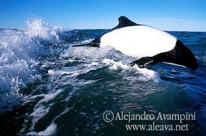 toninas-commersons dolphins